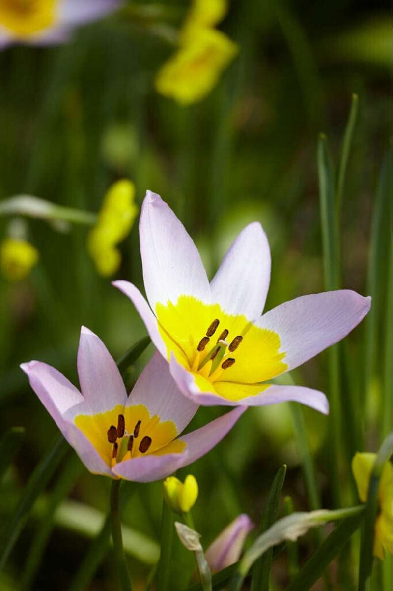 Botanisk Tulipan 'Saxatilis' / 'Lilac Wonder'